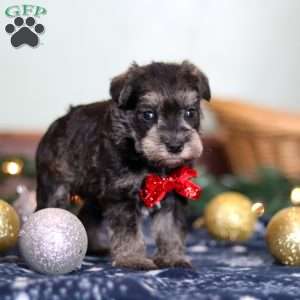 Trace, Miniature Schnauzer Puppy